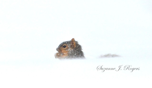 Cute squirrel in the snow 5602     2014