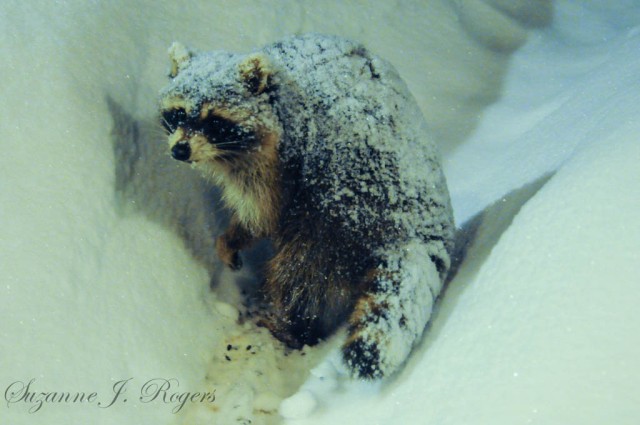 Watermark The snowy raccoon 3 (1 of 1)
