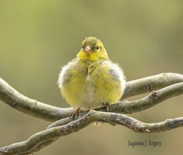 4033 2wms puffy goldfinch