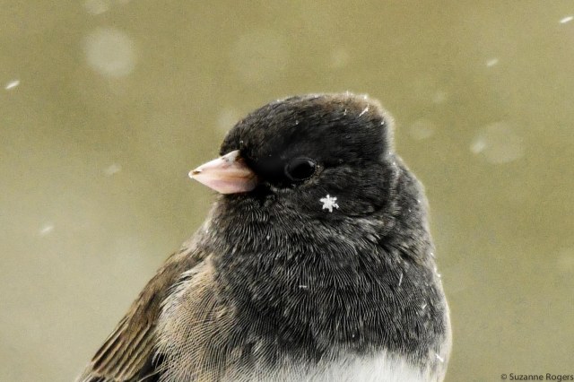 use this Junco with snowflake wm