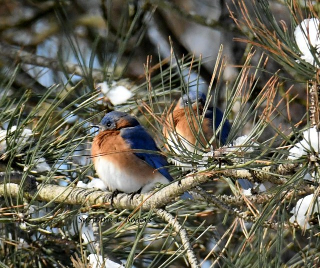 bluebirds in the snowy tree 3 wm