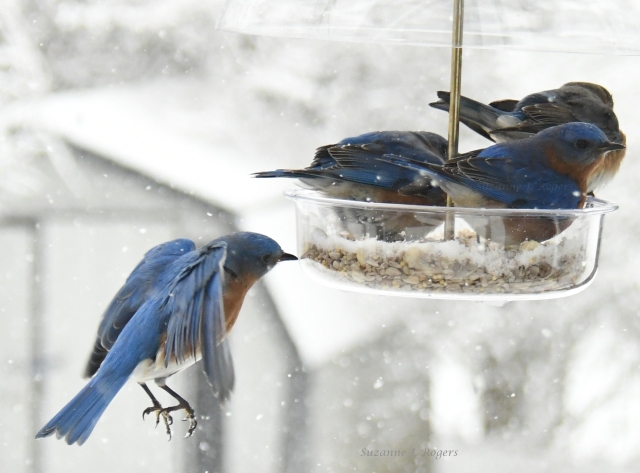 Snowy day bluebirds 2 wms DSC_5607