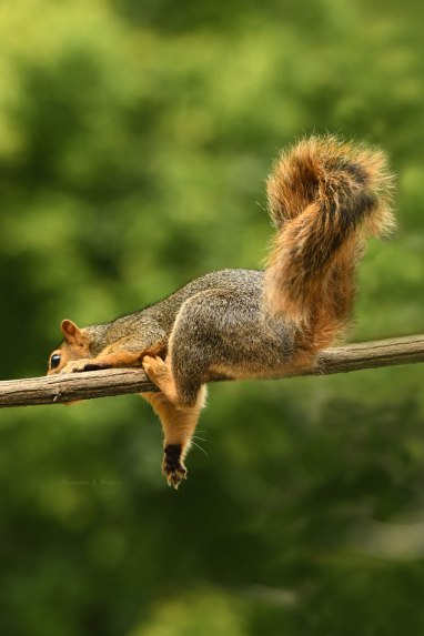 Squirrel hanging around wm